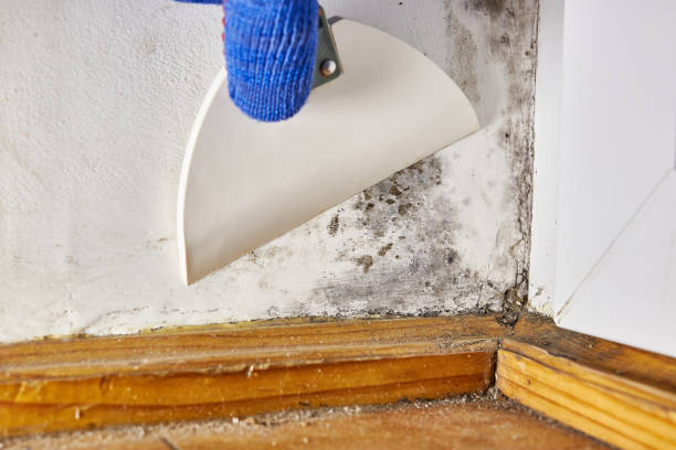 Best Mold Removal for HVAC Installations  in Nyssa, OR